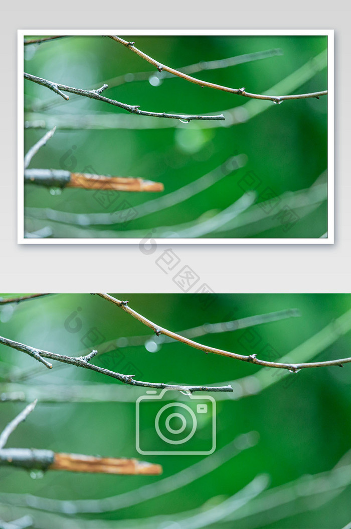清新谷雨节气树枝上露珠摄影图
