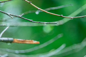 清新谷雨节气树枝上露珠摄影图