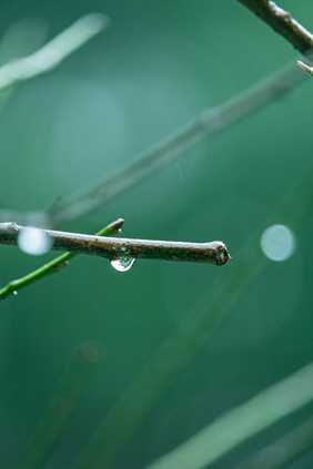 清新谷雨节气树枝上的露珠摄影