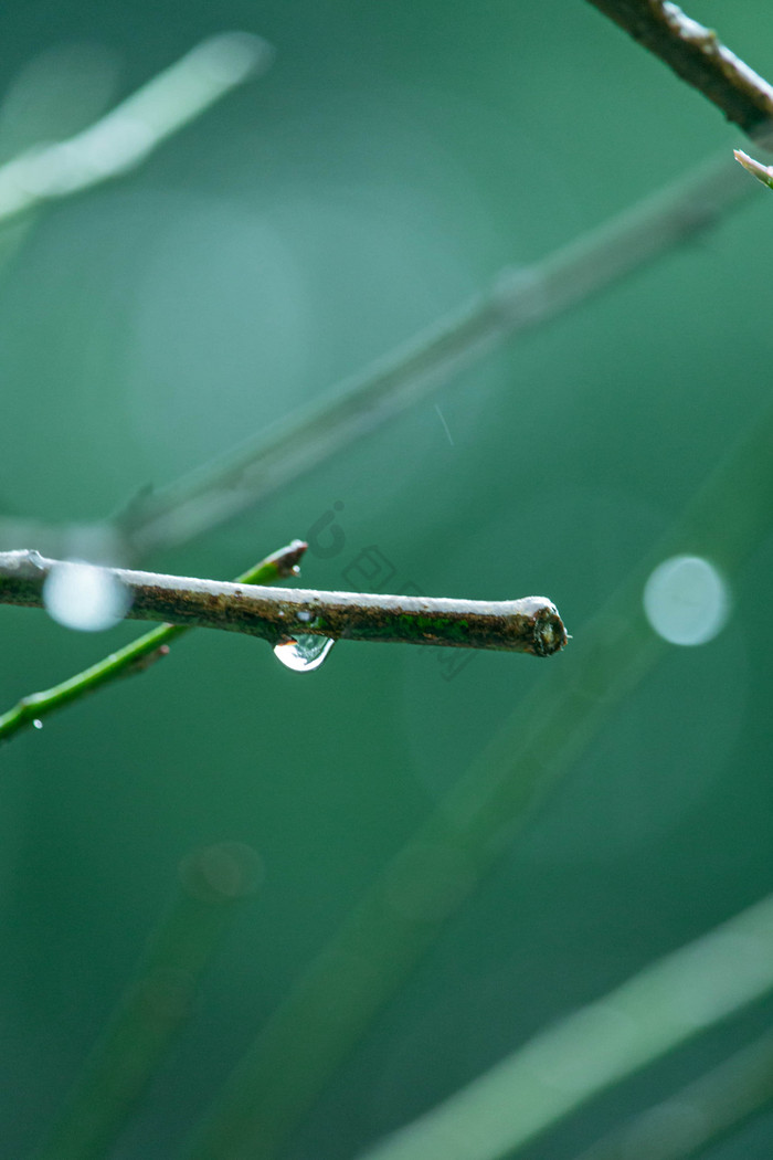 清新谷雨节气树枝上的露珠摄影图片