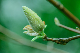 清新谷雨节气树枝上的露珠摄影图