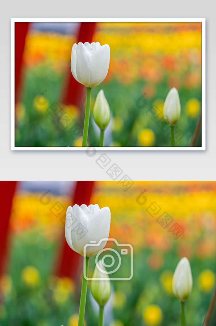 清新大气春季白色郁金香花摄影图
