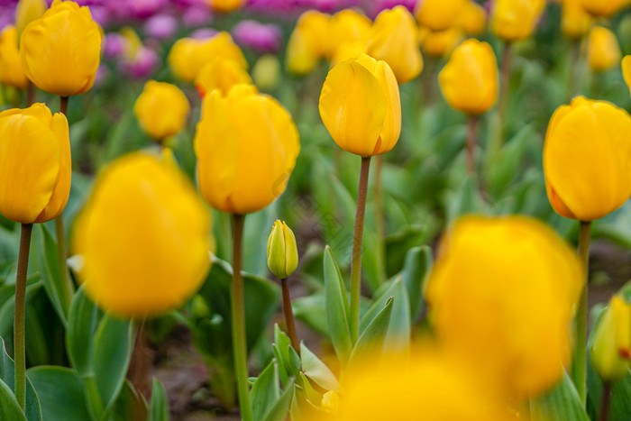 清新大气春季黄色郁金香花摄影图图片
