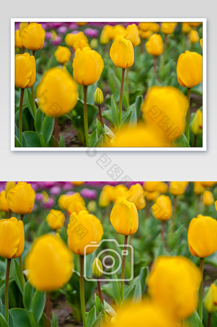 清新大气春季黄色郁金香花摄影图