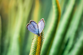唯美自然春天植物上的蝴蝶摄影图