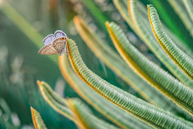 清新自然春天植物上的蝴蝶摄影