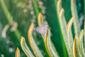 清新自然春天植物中的蝴蝶摄影图