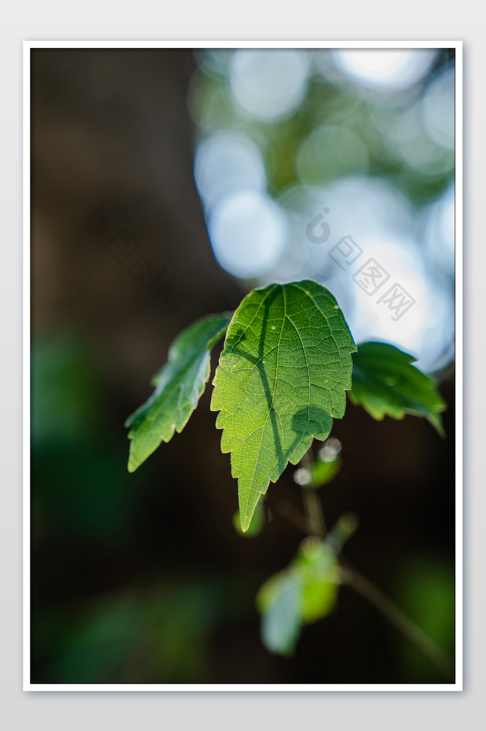 绿色清新春天植物绿植阳光逆光