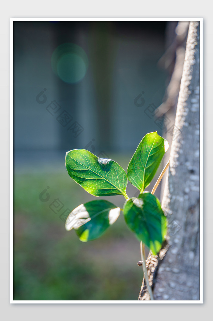 绿色清新春天植物绿植阳光叶子