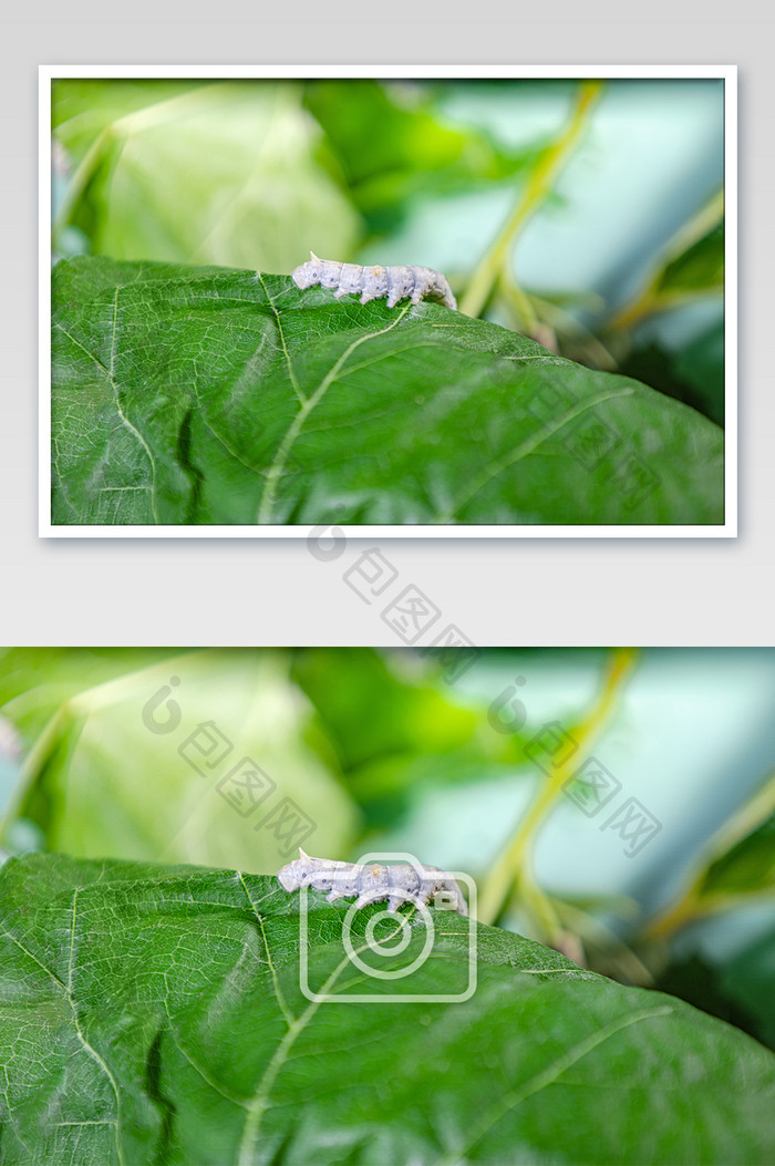 小满节气 祭蚕 春蚕 祈蚕节