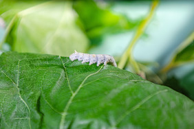 小满节气 祭蚕 春蚕 祈蚕节