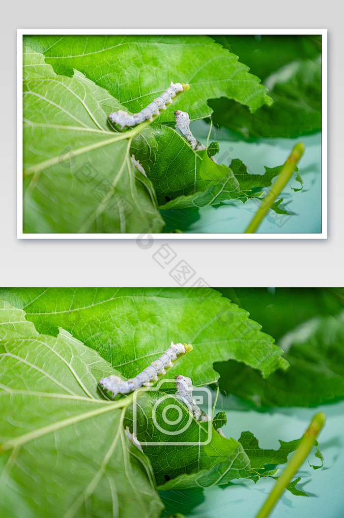 小满节气 祭蚕 春蚕 祈蚕节 蚕宝宝