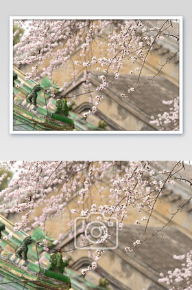 春季优雅的白樱花树片