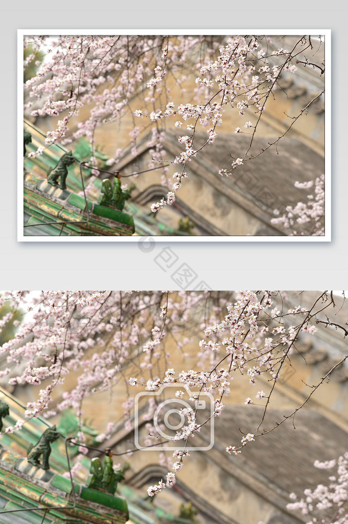 春季大气优雅的白樱花树摄影图片图片