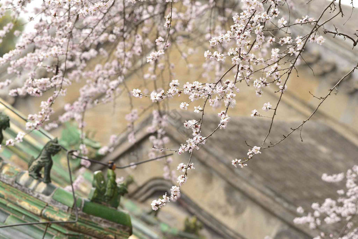 春季大气优雅的白樱花树摄影图片