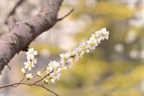 春季的大气优雅的白樱花树摄影图片