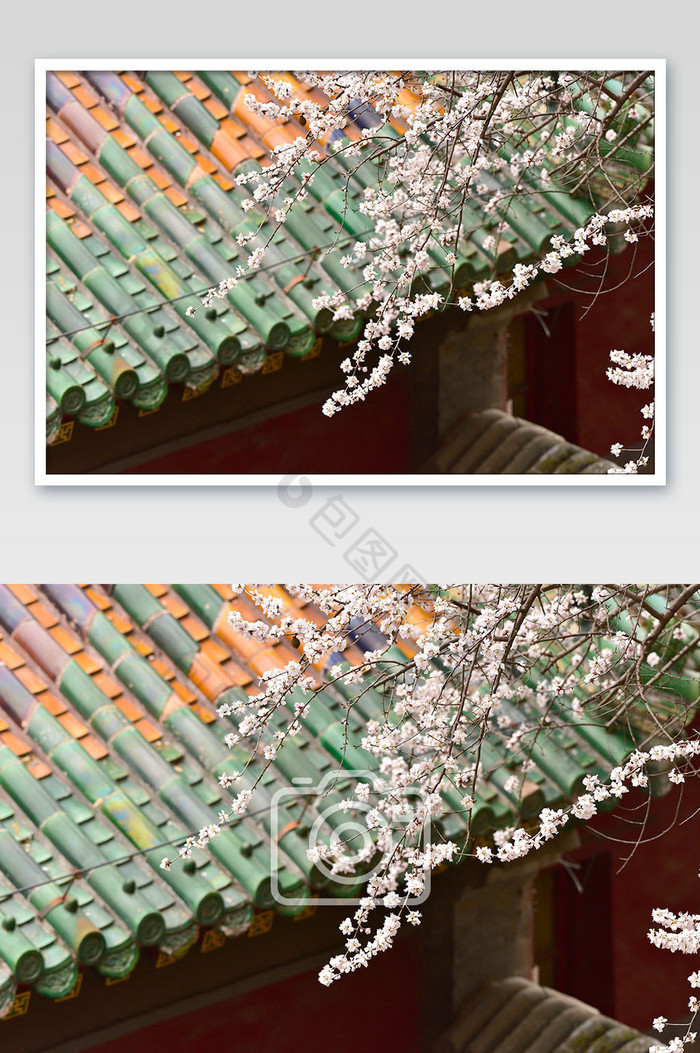 春天的大气优雅的白樱花树摄影图片图片
