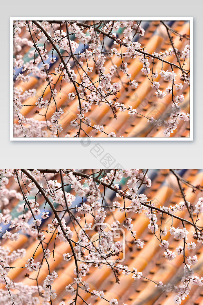 春天大气优雅的白樱花树的摄影图片