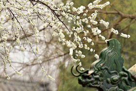 春天大气优雅的白樱花树摄影图片