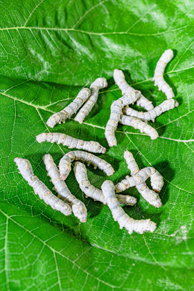 蚕虫图片-蚕虫图片模板