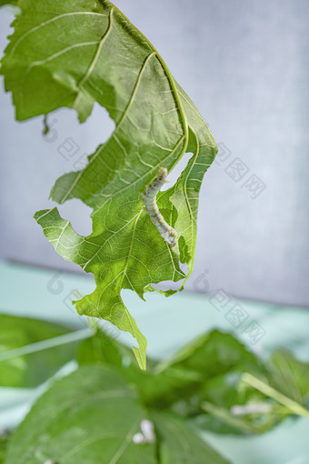 小满节气祭蚕春蚕祈蚕节蚕虫吃桑叶