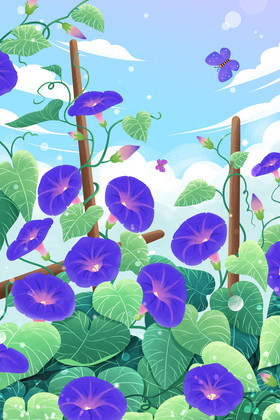 牵牛花喇叭花图片