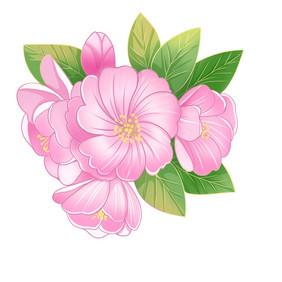 春天植物粉色海棠花