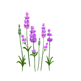 紫色植物花草薰衣草