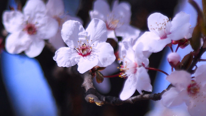 实拍自然风光春天的梨花