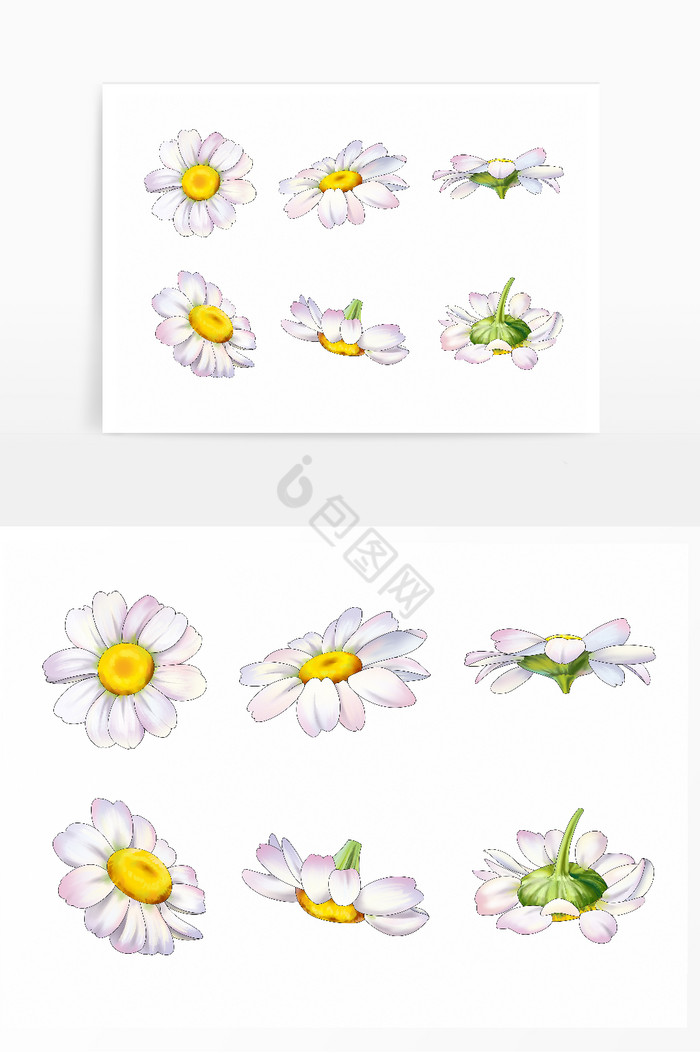 雏菊花装饰图片