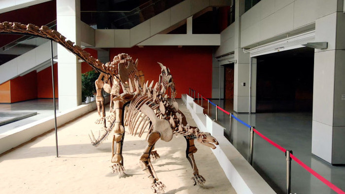 实拍4K博物馆内恐龙化石