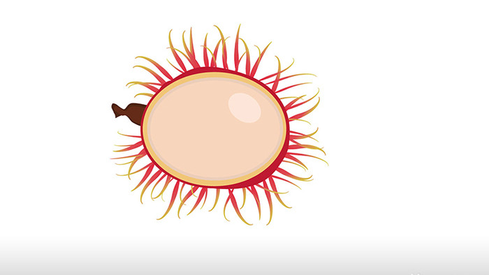 简单扁平画风食品类红毛丹mg动画