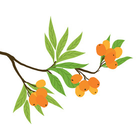 插画图片水墨写意枇杷图装饰画水果枇杷果甜枇杷图片新鲜水果枇杷甜