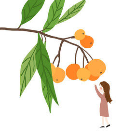 新鲜水果摘枇杷女孩图片橘色摘枇杷的小男孩小满插画图片枇杷枇杷果甜