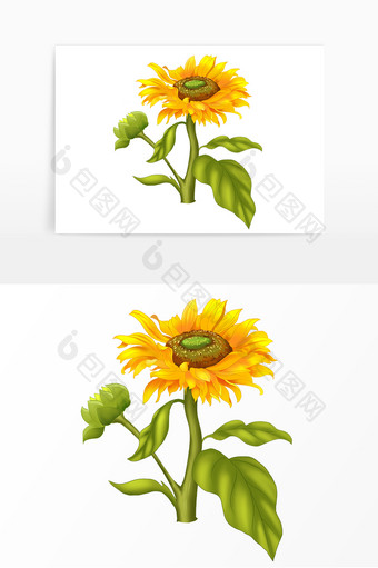 黄色花朵太阳花向日葵图片