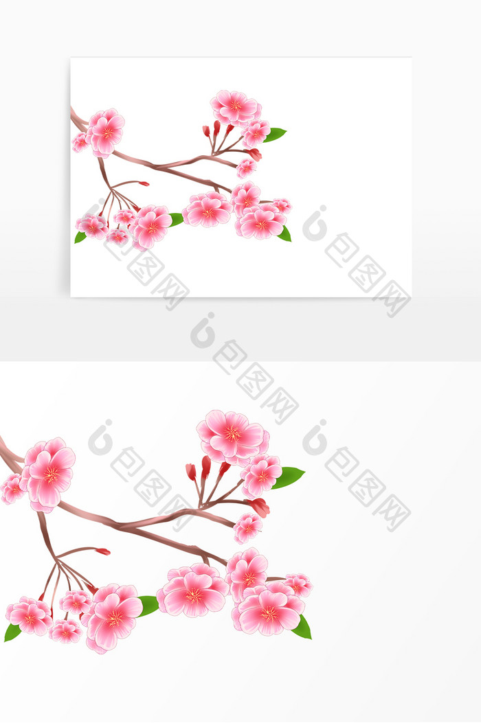 春天植物粉色海棠花卉