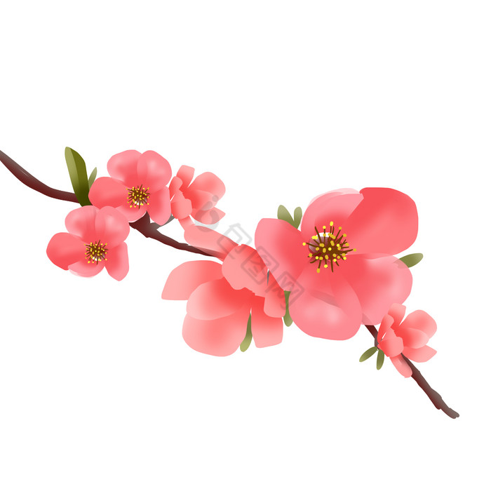 春天春色海棠花卉图片