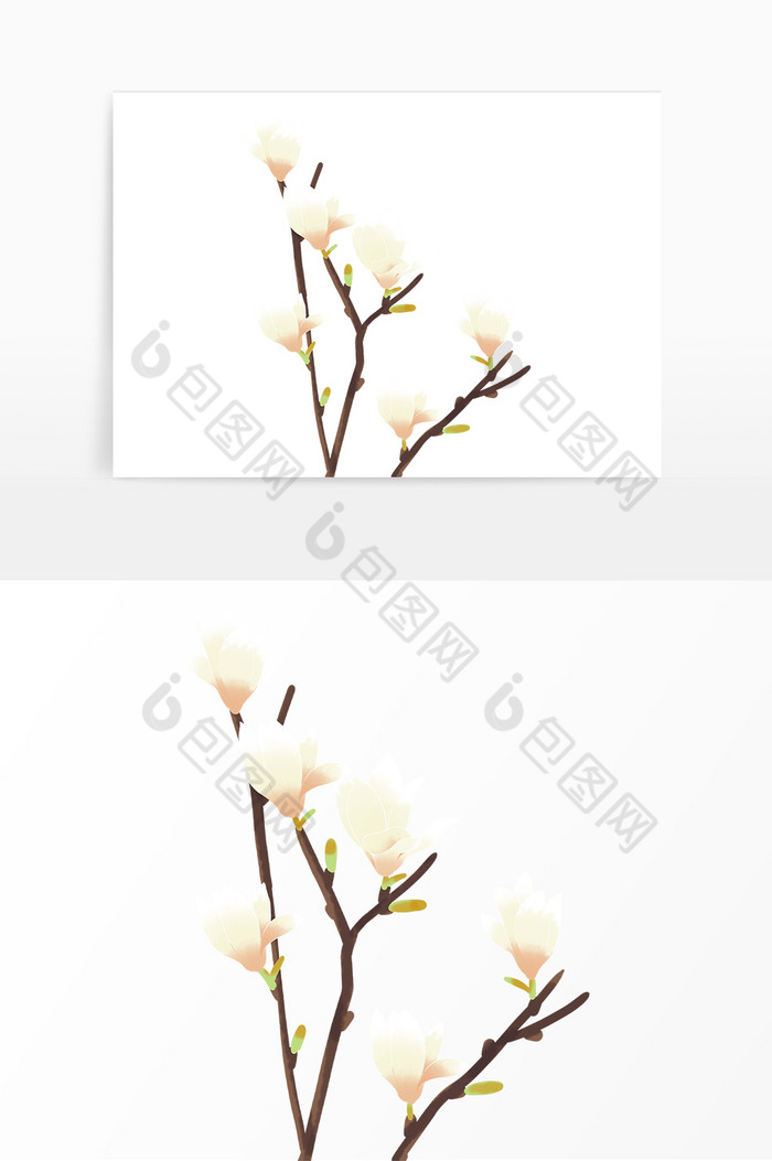 春天植物白玉兰花花卉图片图片