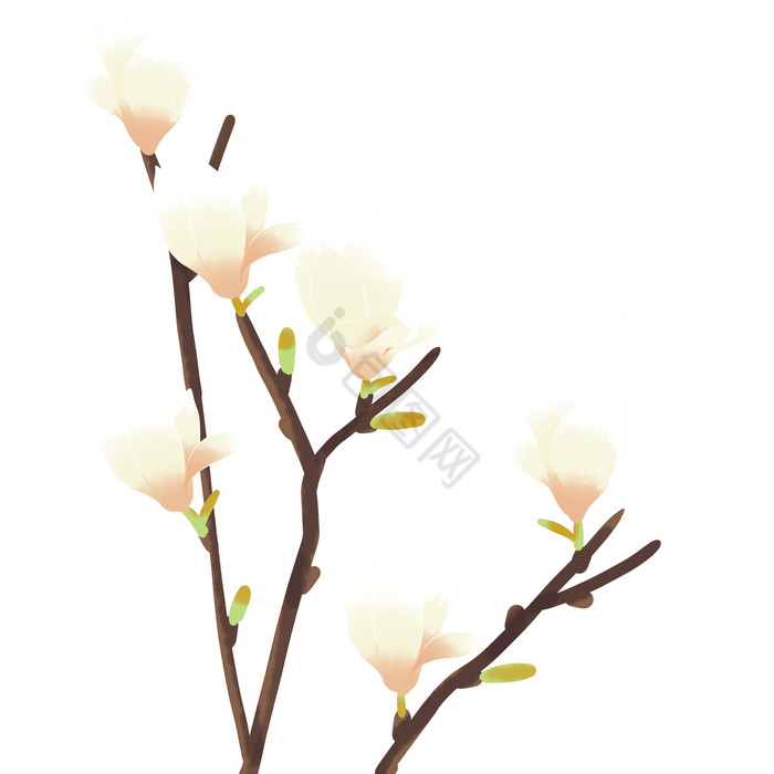 春天植物白玉兰花花卉图片