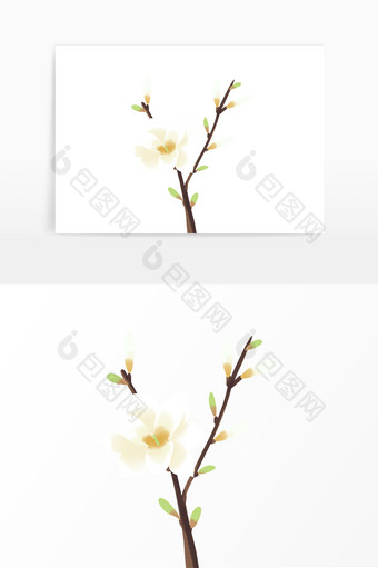 春天植物白玉兰花图片