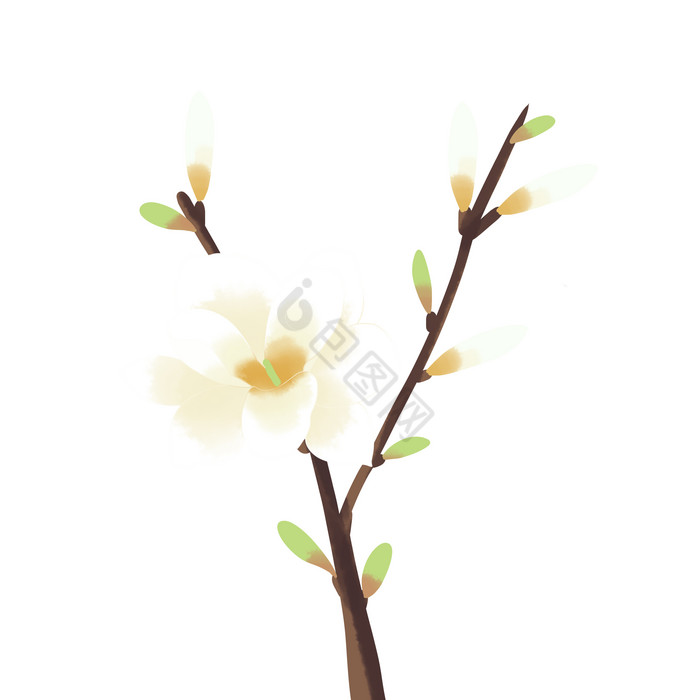 春天植物白玉兰花图片