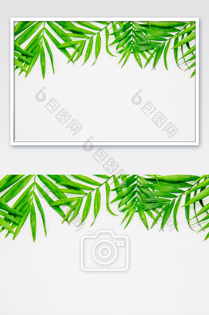 绿色散尾葵摄影图