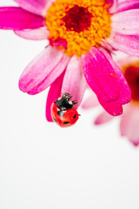 春分粉色花瓣上的瓢虫