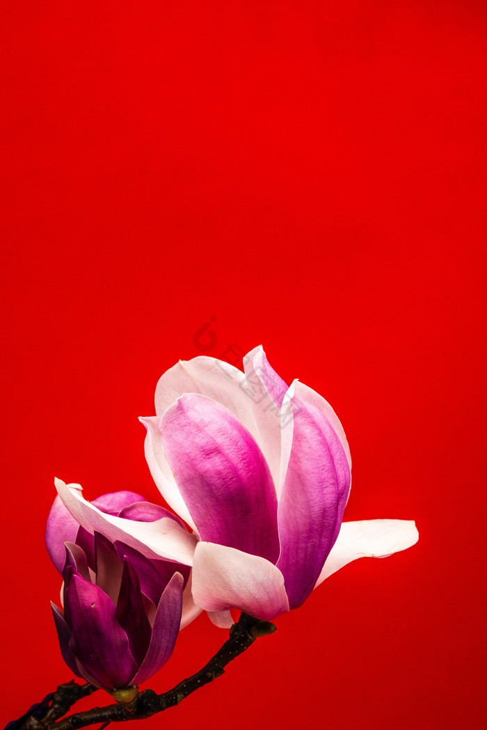 红玉兰花苞花枝植物图片