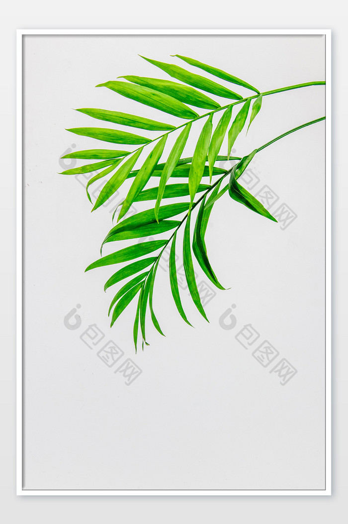 绿色植物散尾葵摄影图