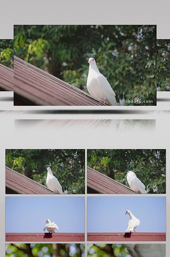 4K实拍洁白的鸽子视频素材图片