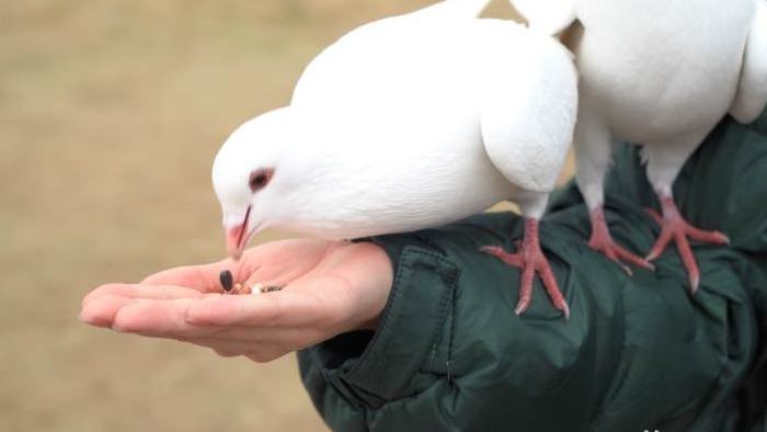 4K唯美动物园喂养一群白鸽和平鸽觅食