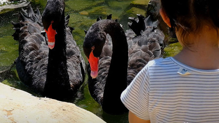 自然黑天鹅野鸭子动物园嬉戏天鹅野生动物