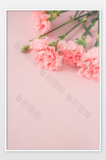 粉色花朵鲜花康乃磬摄影图图片