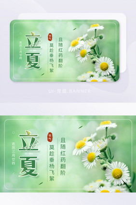 夏天立夏时节节气菊花实景宣传banner